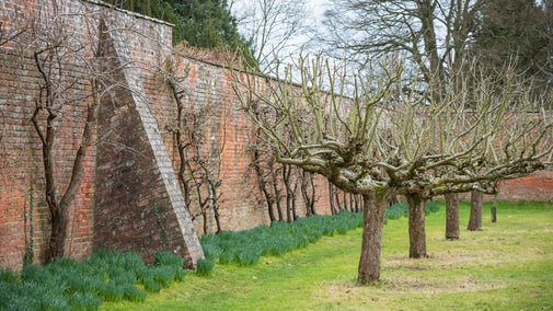 Winter scene in the garden at Berrington Hall featuring bare apple trees with brick walls in the background.